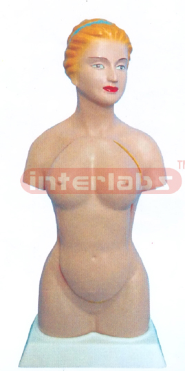 45 CM TALL, FEMALE TORSO, 14 PARTS WITH HEAD